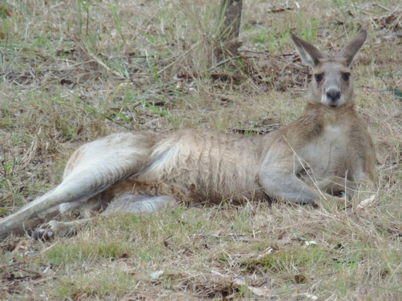 50 Kirsten Drive, Curra QLD 4570