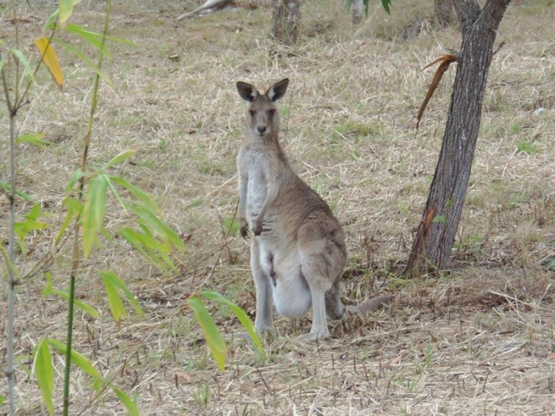 50 Kirsten Drive, Curra QLD 4570