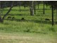 167 Fosters Lane, Anderleigh QLD 4570