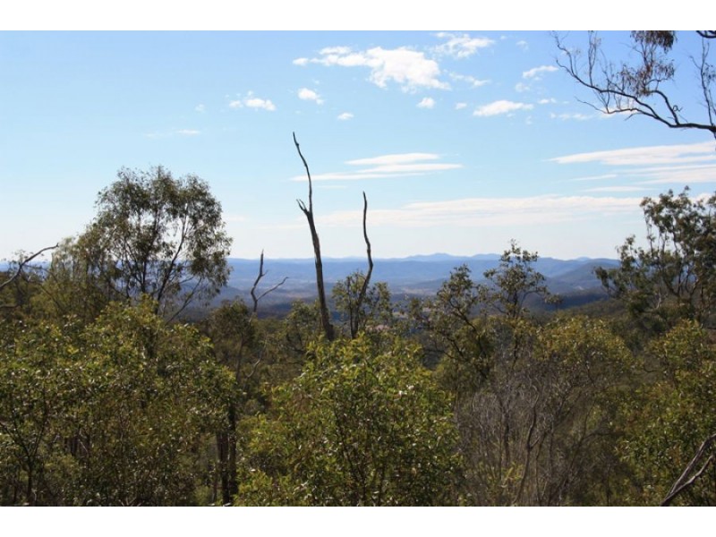 Black Snake QLD 4600