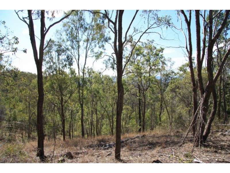 Black Snake QLD 4600