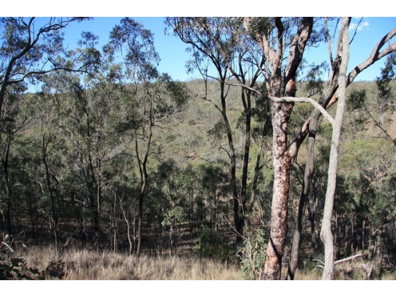 Black Snake QLD 4600