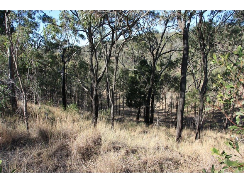 Black Snake QLD 4600