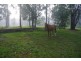 Wolvi QLD 4570