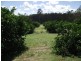 99 Cauleys Road, Paterson QLD 4570