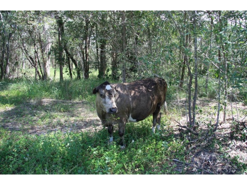 Curra QLD 4570