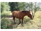 Glenwood QLD 4570