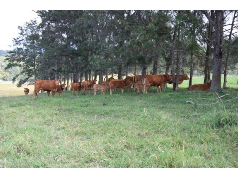 132 Wilsons Pocket Road, Wilsons Pocket QLD 4570