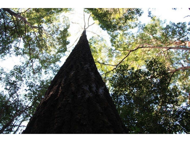 Talegalla Weir QLD 4650