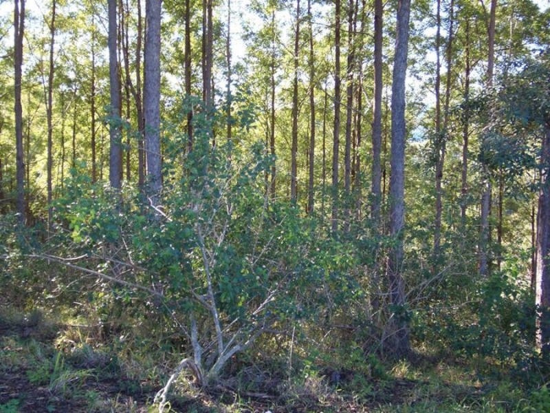 216 Western Branch Road, Kin Kin QLD 4571