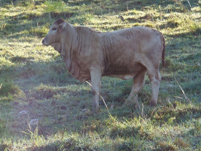 216 Western Branch Road, Kin Kin QLD 4571