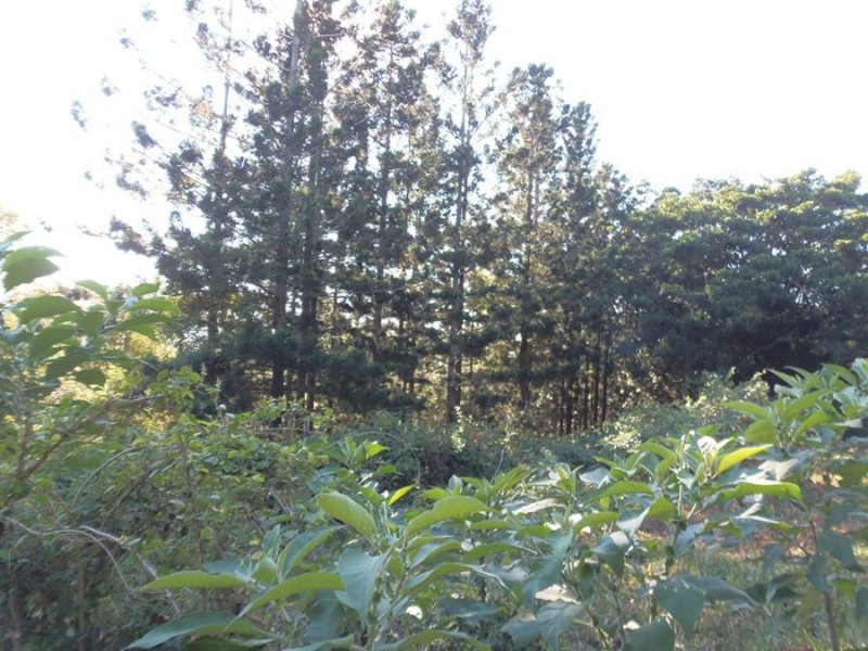 216 Western Branch Road, Kin Kin QLD 4571