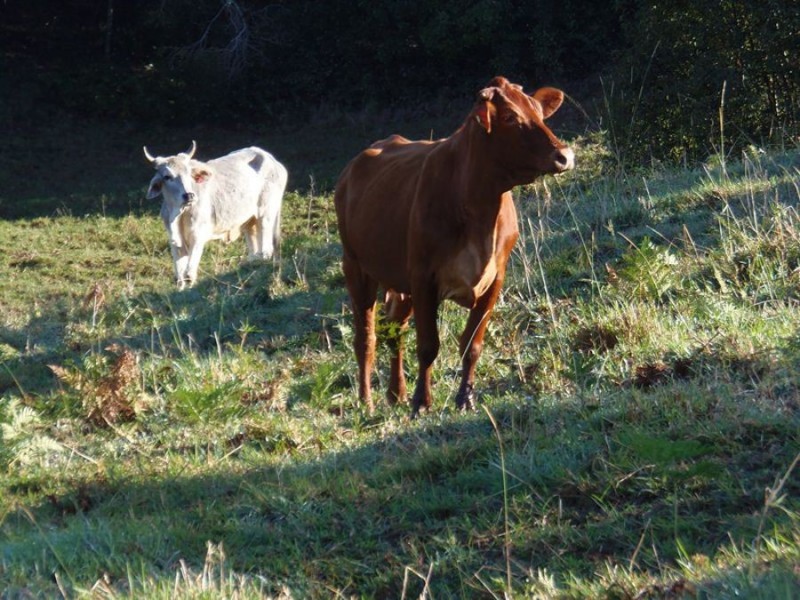 216 Western Branch Road, Kin Kin QLD 4571