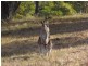 Lot 65 Arborfour Road, Glenwood QLD 4570