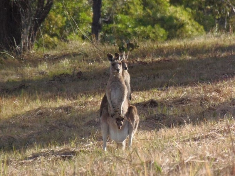 Lot 65 Arborfour Road, Glenwood QLD 4570