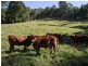 Wolvi QLD 4570