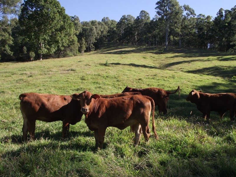 Wolvi QLD 4570