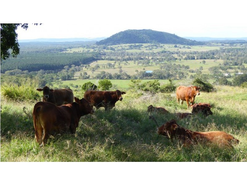 Wolvi QLD 4570