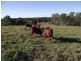Wolvi QLD 4570