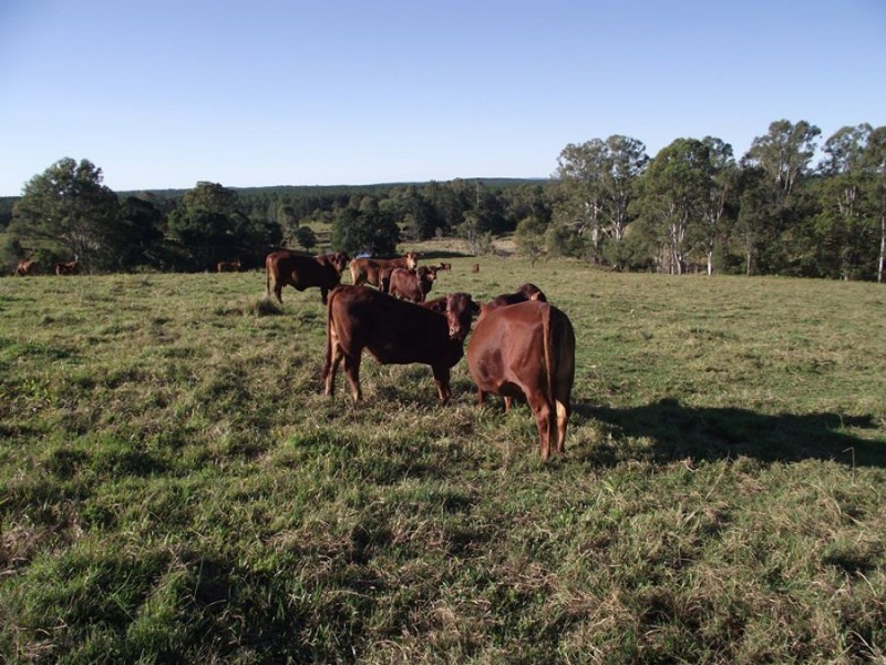 Wolvi QLD 4570
