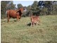 Wolvi QLD 4570
