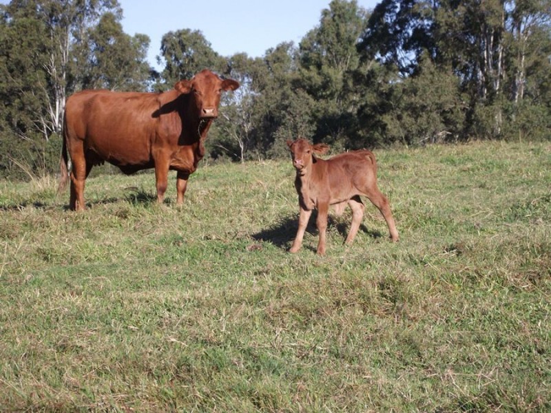 Wolvi QLD 4570