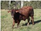 Wolvi QLD 4570