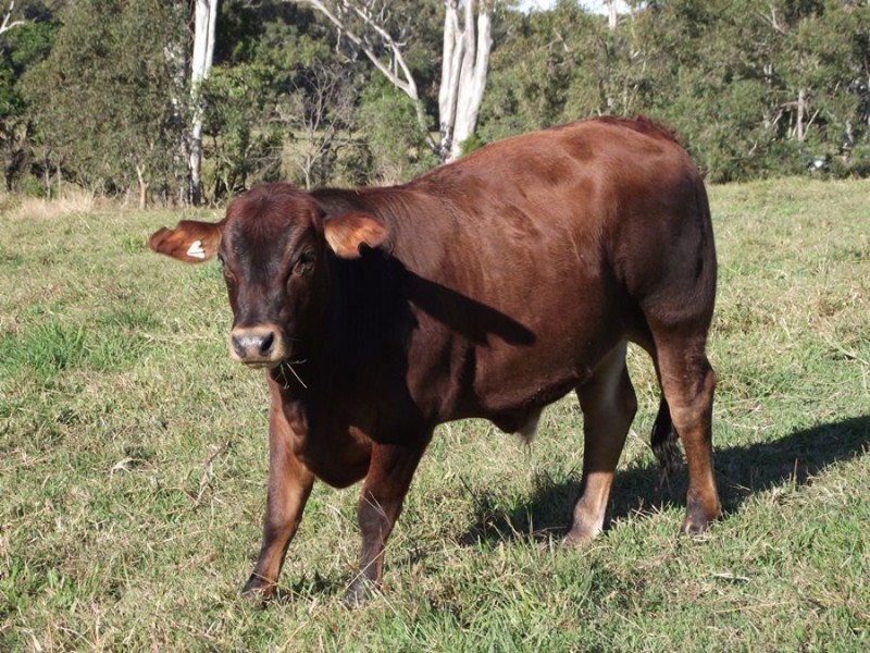 Wolvi QLD 4570
