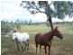 Tansey QLD 4601