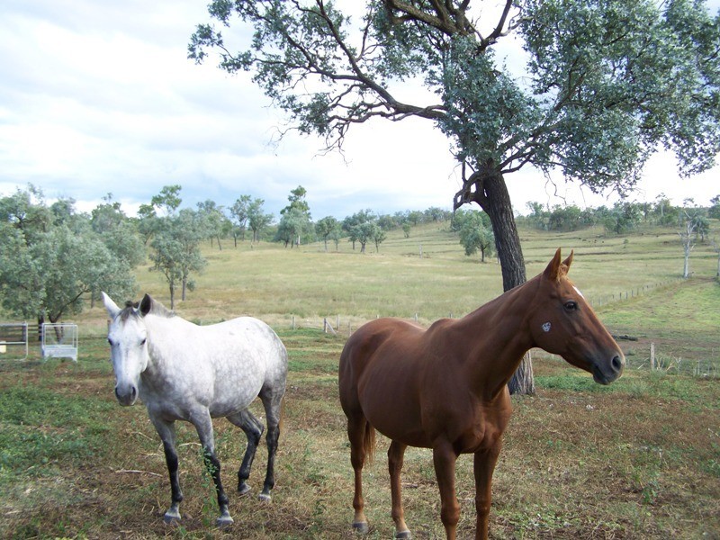 Tansey QLD 4601