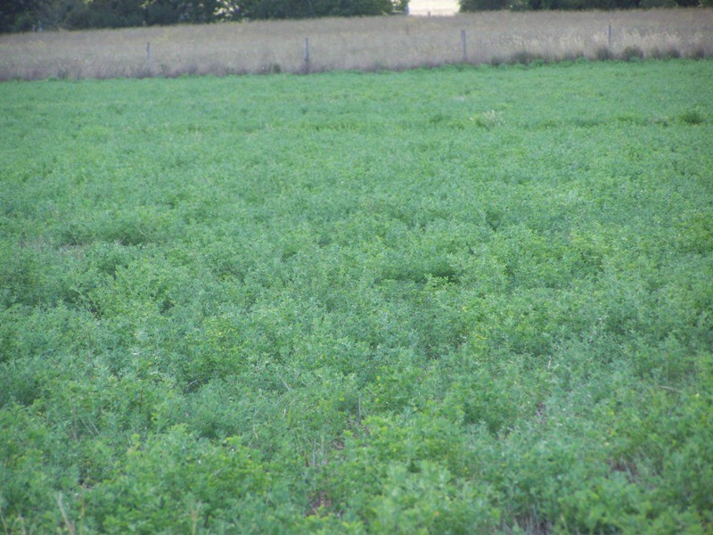Tansey QLD 4601