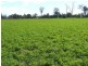 Tansey QLD 4601