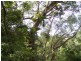 Cedar Pocket QLD 4570