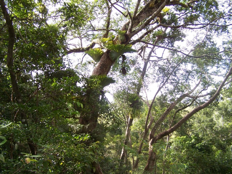 Cedar Pocket QLD 4570