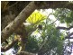Cedar Pocket QLD 4570