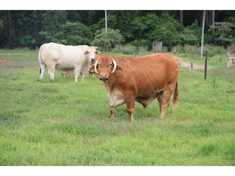 Brooloo QLD 4570