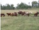 Cinnabar QLD 4600