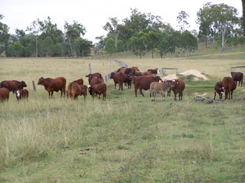 Cinnabar QLD 4600