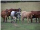 Cinnabar QLD 4600