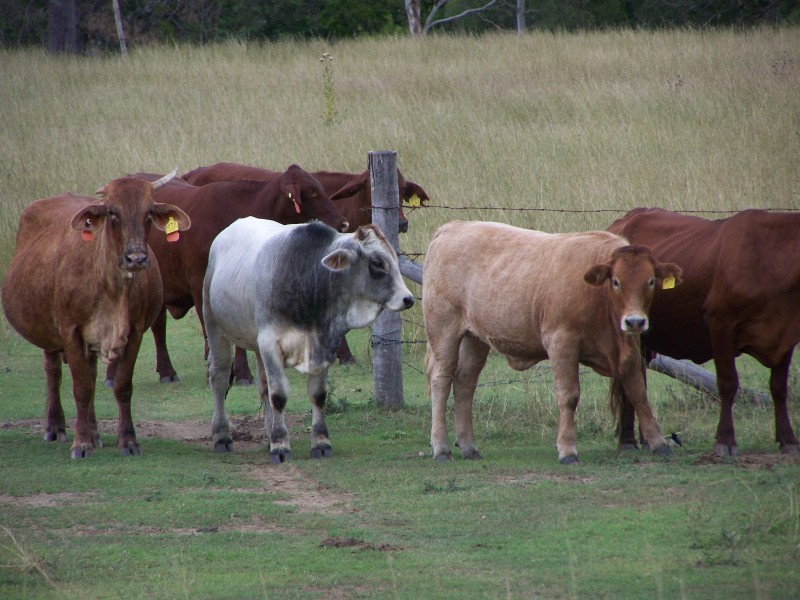 Cinnabar QLD 4600