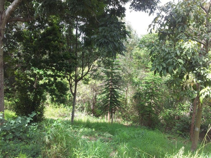 34 Butterfly Lane, Black Mountain QLD 4563