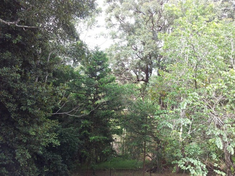 34 Butterfly Lane, Black Mountain QLD 4563