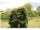 Canina QLD 4570