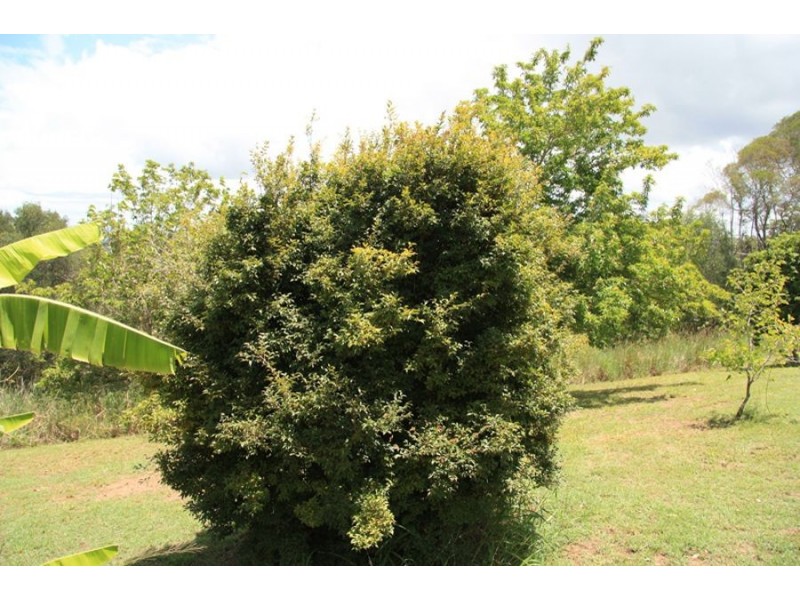 Canina QLD 4570