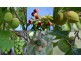 Chatsworth QLD 4570