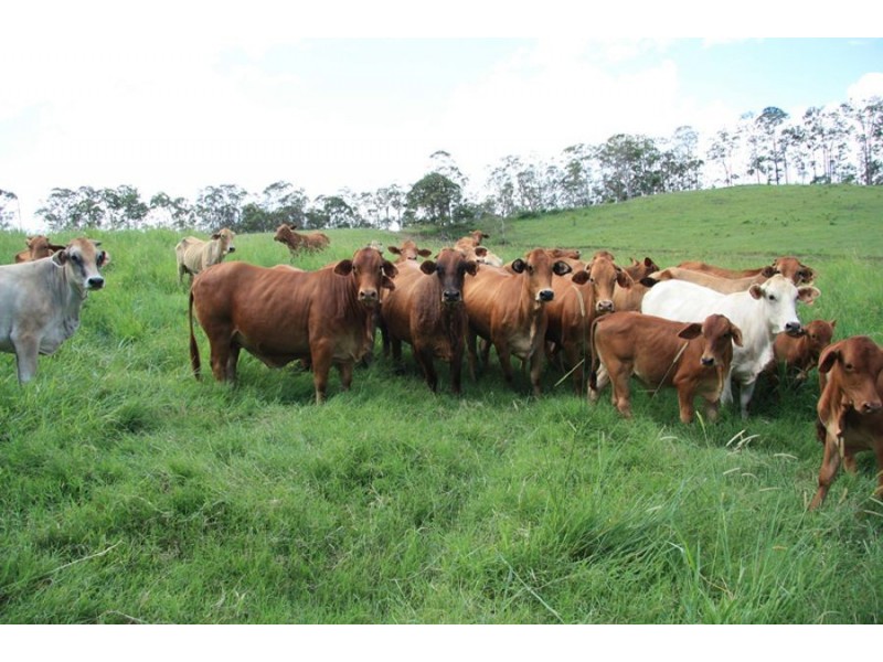 Wilsons Pocket QLD 4570