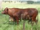 Cinnabar QLD 4600