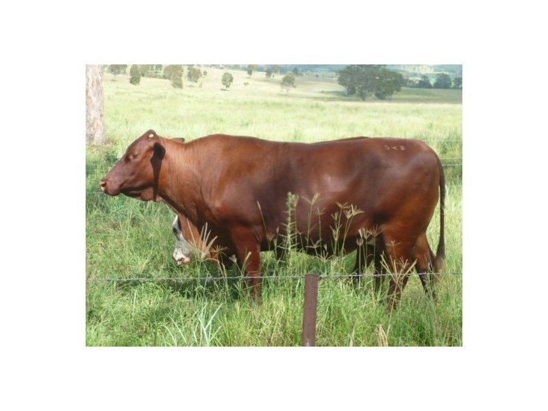 Cinnabar QLD 4600
