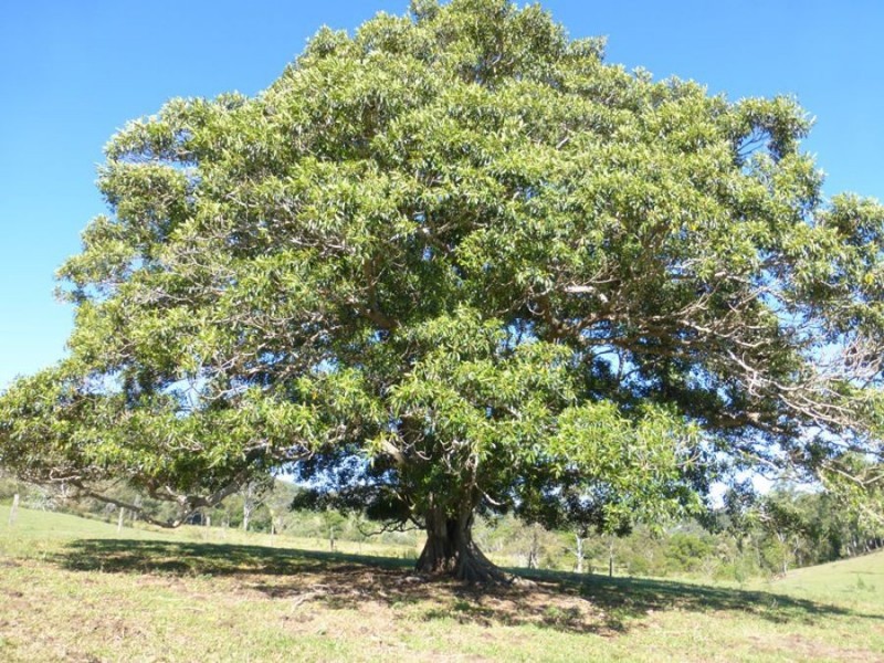 Neusa Vale QLD 4570