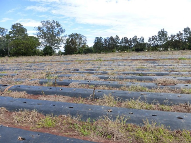 Neerdie QLD 4570